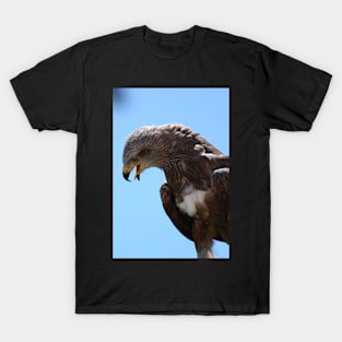 Red Tailed Hawk T-Shirt